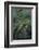 Mantis Religiosa (Praying Mantis)-Paul Starosta-Framed Photographic Print