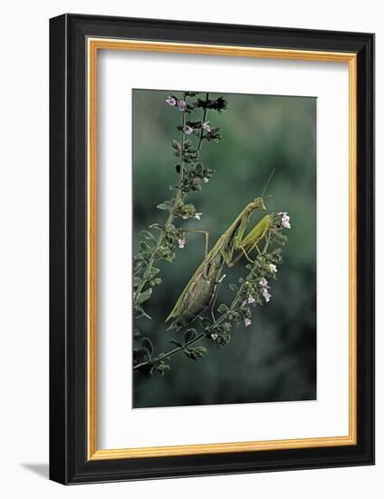 Mantis Religiosa (Praying Mantis)-Paul Starosta-Framed Photographic Print