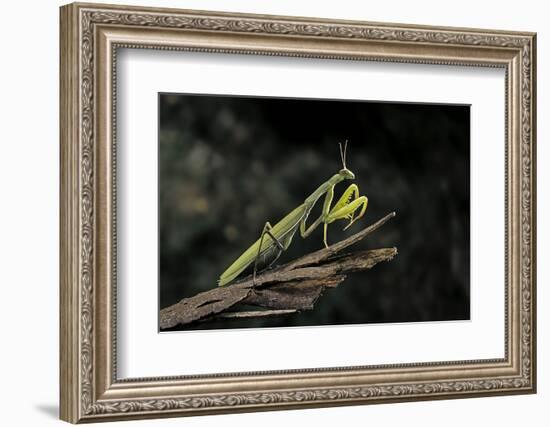 Mantis Religiosa (Praying Mantis)-Paul Starosta-Framed Photographic Print