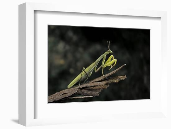 Mantis Religiosa (Praying Mantis)-Paul Starosta-Framed Photographic Print