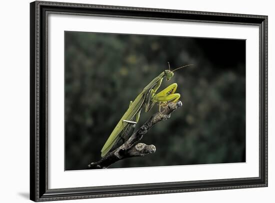 Mantis Religiosa (Praying Mantis)-Paul Starosta-Framed Photographic Print