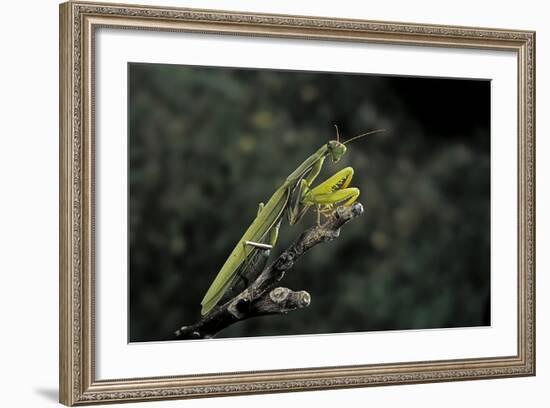 Mantis Religiosa (Praying Mantis)-Paul Starosta-Framed Photographic Print