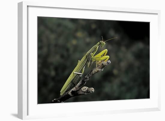 Mantis Religiosa (Praying Mantis)-Paul Starosta-Framed Photographic Print