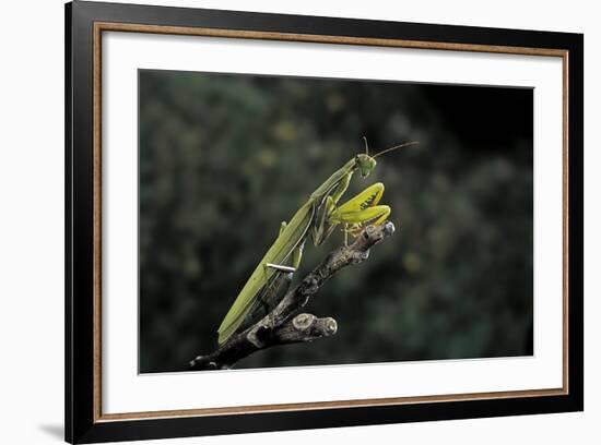 Mantis Religiosa (Praying Mantis)-Paul Starosta-Framed Photographic Print