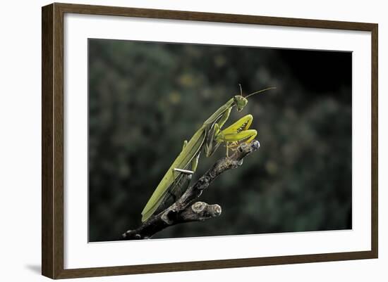 Mantis Religiosa (Praying Mantis)-Paul Starosta-Framed Photographic Print