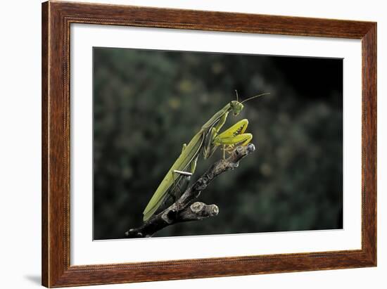 Mantis Religiosa (Praying Mantis)-Paul Starosta-Framed Photographic Print