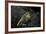 Mantis Religiosa (Praying Mantis)-Paul Starosta-Framed Photographic Print