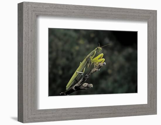 Mantis Religiosa (Praying Mantis)-Paul Starosta-Framed Photographic Print