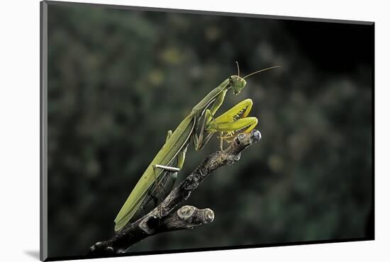Mantis Religiosa (Praying Mantis)-Paul Starosta-Mounted Photographic Print