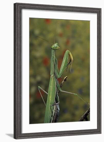 Mantis Religiosa (Praying Mantis)-Paul Starosta-Framed Photographic Print