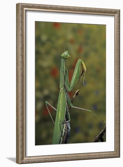 Mantis Religiosa (Praying Mantis)-Paul Starosta-Framed Photographic Print