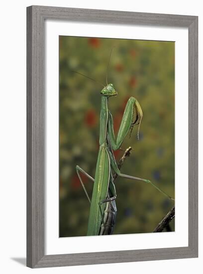 Mantis Religiosa (Praying Mantis)-Paul Starosta-Framed Photographic Print