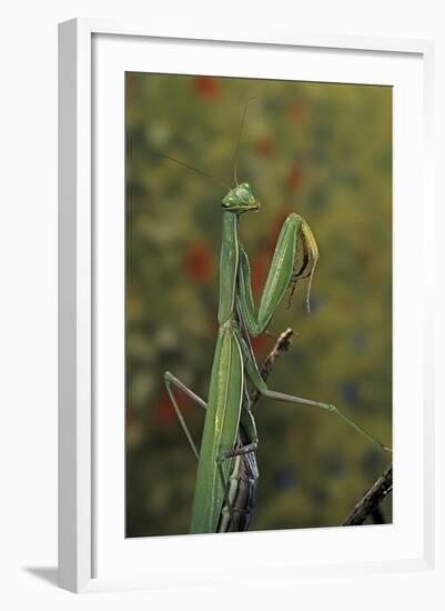 Mantis Religiosa (Praying Mantis)-Paul Starosta-Framed Photographic Print