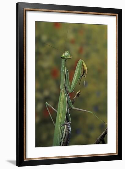 Mantis Religiosa (Praying Mantis)-Paul Starosta-Framed Photographic Print