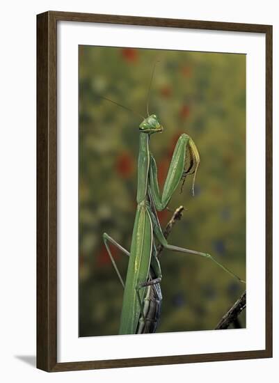 Mantis Religiosa (Praying Mantis)-Paul Starosta-Framed Photographic Print