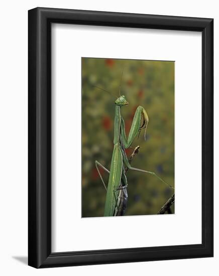 Mantis Religiosa (Praying Mantis)-Paul Starosta-Framed Photographic Print