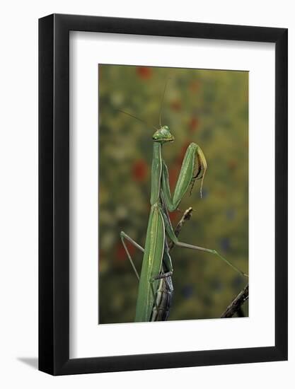 Mantis Religiosa (Praying Mantis)-Paul Starosta-Framed Photographic Print