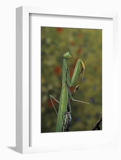 Mantis Religiosa (Praying Mantis)-Paul Starosta-Framed Photographic Print