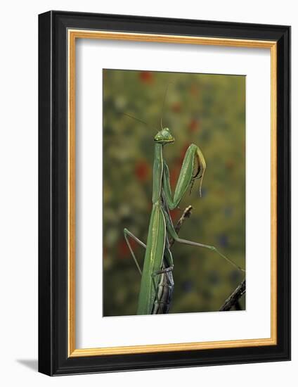 Mantis Religiosa (Praying Mantis)-Paul Starosta-Framed Photographic Print