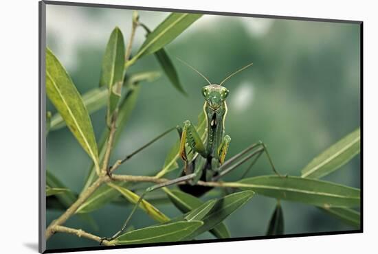 Mantis Religiosa (Praying Mantis)-Paul Starosta-Mounted Photographic Print