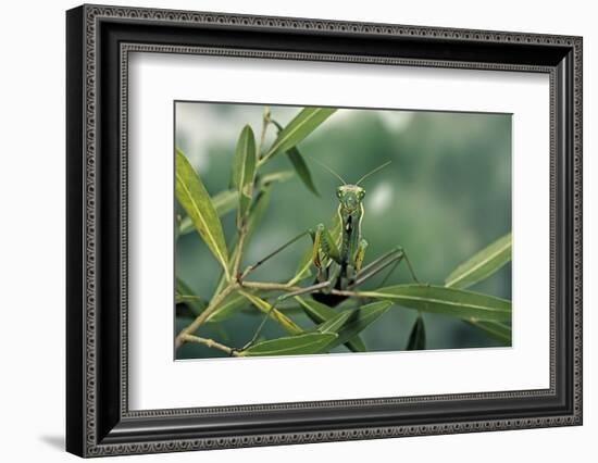 Mantis Religiosa (Praying Mantis)-Paul Starosta-Framed Photographic Print