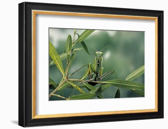 Mantis Religiosa (Praying Mantis)-Paul Starosta-Framed Photographic Print