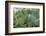 Mantis Religiosa (Praying Mantis)-Paul Starosta-Framed Photographic Print