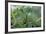 Mantis Religiosa (Praying Mantis)-Paul Starosta-Framed Photographic Print