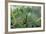 Mantis Religiosa (Praying Mantis)-Paul Starosta-Framed Photographic Print