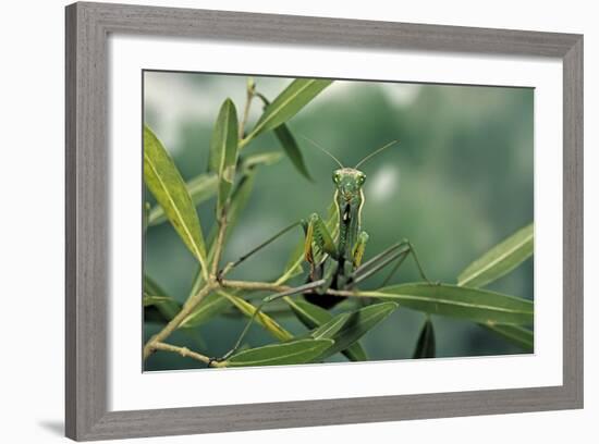 Mantis Religiosa (Praying Mantis)-Paul Starosta-Framed Photographic Print