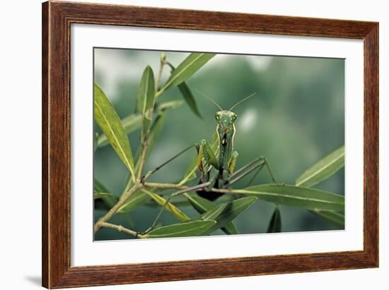 Mantis Religiosa (Praying Mantis)-Paul Starosta-Framed Photographic Print