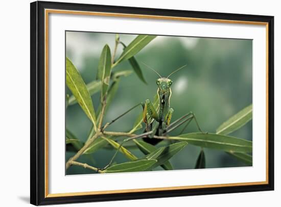 Mantis Religiosa (Praying Mantis)-Paul Starosta-Framed Photographic Print