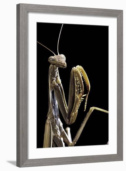 Mantis Religiosa (Praying Mantis) --Paul Starosta-Framed Photographic Print