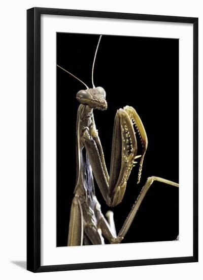 Mantis Religiosa (Praying Mantis) --Paul Starosta-Framed Photographic Print