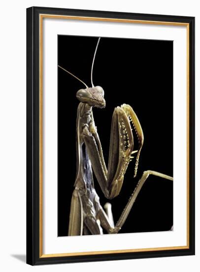 Mantis Religiosa (Praying Mantis) --Paul Starosta-Framed Photographic Print