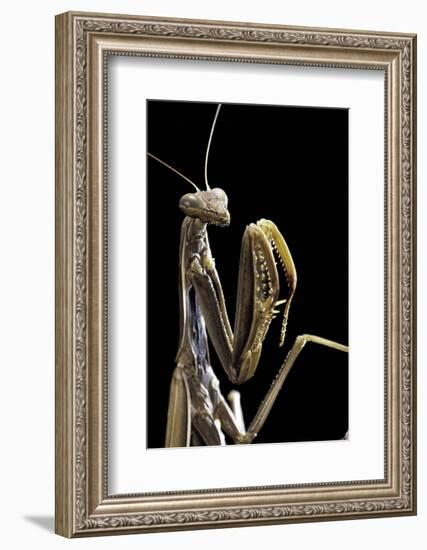 Mantis Religiosa (Praying Mantis) --Paul Starosta-Framed Photographic Print