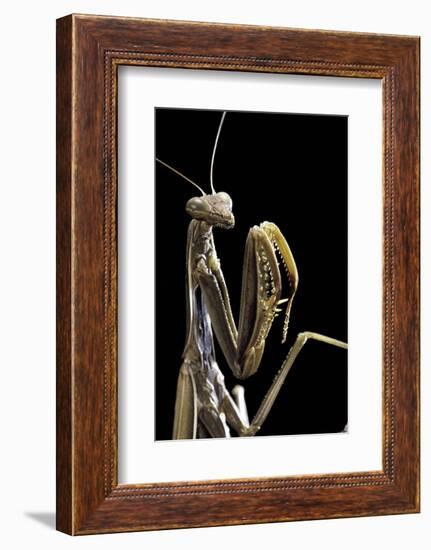 Mantis Religiosa (Praying Mantis) --Paul Starosta-Framed Photographic Print