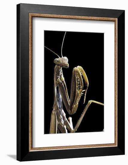 Mantis Religiosa (Praying Mantis) --Paul Starosta-Framed Photographic Print