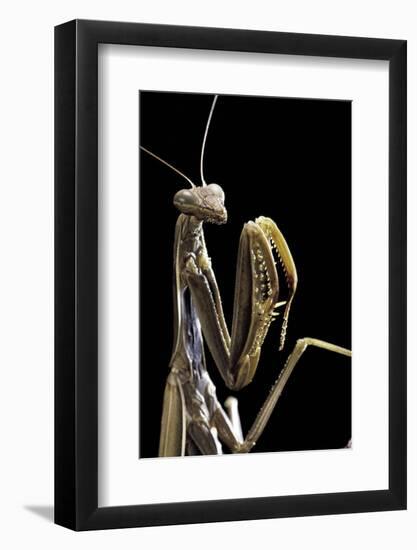 Mantis Religiosa (Praying Mantis) --Paul Starosta-Framed Photographic Print