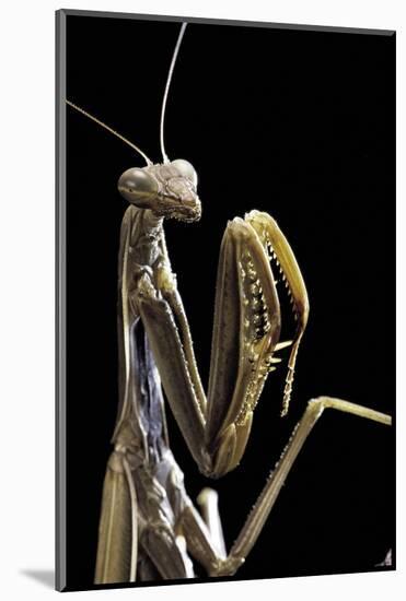 Mantis Religiosa (Praying Mantis) --Paul Starosta-Mounted Photographic Print