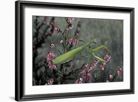 Mantis Religiosa (Praying Mantis)-Paul Starosta-Framed Photographic Print
