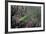 Mantis Religiosa (Praying Mantis)-Paul Starosta-Framed Photographic Print