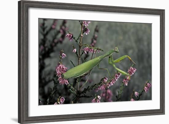 Mantis Religiosa (Praying Mantis)-Paul Starosta-Framed Photographic Print