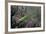 Mantis Religiosa (Praying Mantis)-Paul Starosta-Framed Photographic Print