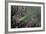 Mantis Religiosa (Praying Mantis)-Paul Starosta-Framed Photographic Print