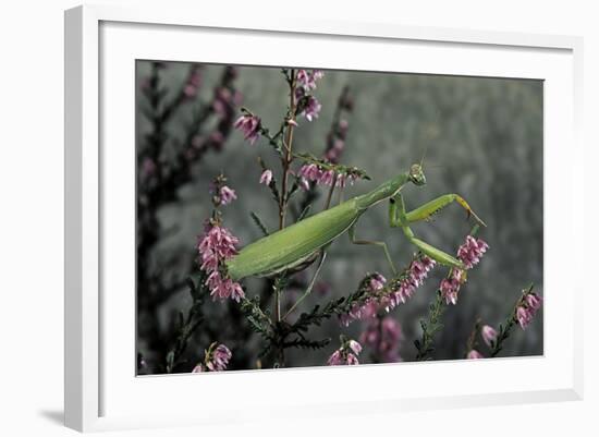 Mantis Religiosa (Praying Mantis)-Paul Starosta-Framed Photographic Print