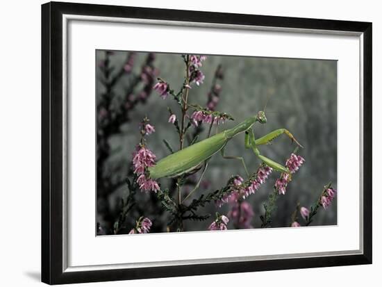 Mantis Religiosa (Praying Mantis)-Paul Starosta-Framed Photographic Print