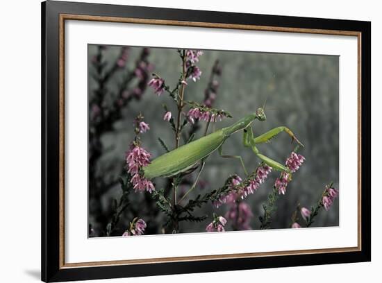 Mantis Religiosa (Praying Mantis)-Paul Starosta-Framed Photographic Print