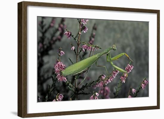 Mantis Religiosa (Praying Mantis)-Paul Starosta-Framed Photographic Print