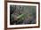 Mantis Religiosa (Praying Mantis)-Paul Starosta-Framed Photographic Print